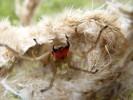 Dospělá samice na roztrženém  zámotku ve výhrůžném postavení. Lze si povšimnout silně sklerotizovaných  chelicer připravených k útoku. Právě v těchto momentech může snadno dojít ke kousnutí. Základní články směřují kolmo k podkladu. Koncové drápky míří špičkami k sobě a umožňují uchopit kořist jako do kleští. Foto O. Košulič