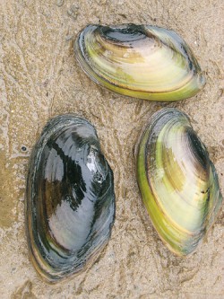 Škeblička plochá (Pseudanodonta complanata). Foto L. Beran