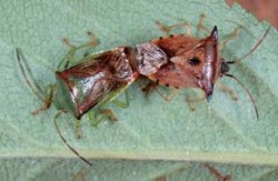 Při společném chovu ploštic čel. knězovitých (Acanthosomatidae) byla jako ojedinělé a v literatuře dosud nepopsané chování pozorována mezirodová kopulace. Vlevo samec kněze březového (Elasmostethus interstinctus), vpravo samice kněze rohatého (Elasmucha ferrugata). Foto L. Hanel / © L. Hanel