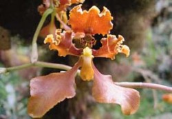 Mohutná květenství orchideje r. Cyrtochilum mohou dosáhnout až 2 m délky. Tyto epifytní rostliny vyhledávají v Ekvádoru vlhká stanoviště v mlžných lesích v Andách. Foto M. Putzová / © M. Putzová