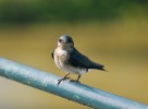 Jiřička neotropická (Progne chalybea) dorůstá do délky 18 cm. Foto J. Májsky