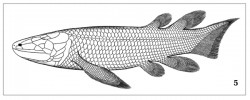 Heimenia ensis z devonu Špicberk. Celková délka asi 35 cm. Podle: J. Mondéjar-Fernandez a G. Clément (2012)