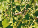 Larvy bázlivce Pyrrhalta viburni z čeledi mandelinkovitých (Chrysomelidae) dokáží způsobit silnou defoliaci – ztrátu listů kaliny obecné (Viburnum opulus, na obr.) i k. tušalaj (V. lantana). Foto P. Špryňar