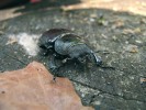 Samice našeho největšího brouka roháče obecného (Lucanus cervus)  čerstvě vylíhlá zpod starého  dubového pařezu. Žehuňská obora. Foto J. Horák