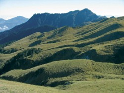 Rozsáhlé bambusové trávníky s endemickým bambusem Yushania niitakayamensis, charakteristické pro alpínské pásmo v nadmořské výšce nad 3 600 m (hora Chilai). Foto D. Zelený / © D. Zelený