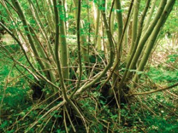 Odrostlý pařezový polykormon ve fázi těsně před smýcením (Bradfield Woods, východní Anglie). Foto R. Hédl / © Foto R. Hédl