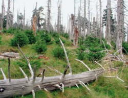 Okyselení půd bylo hlavní příčinou úhynu lesů ve vrcholové části Jizerských hor. Foto L. Dostál / © Foto L. Dostál