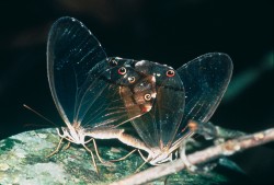 Okáč Haetera piera při páření. Příslušníci tohoto malého rodu (snad jen dva druhy) mají zajímavé krycí vzezření: křídla jsou zcela průhledná (bez šupinek), motýl je tedy doslova neviditelný v temnu lesa. Rondonia, Brazílie. Foto G. O. Krizek