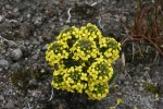 Páramové chudiny (Draba), jako je tento druh osídlující nejvyšší horské polohy v kolumbijském národním parku Los Nevados, tolerují přítomnost krystalků ledu v mezibuněčných prostorách. Foto P. Sklenář