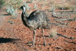 Emu hnědý (Dromaius novaehollandiae) preferuje bobule a semena.