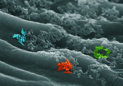 cell optical communication