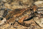 Ropucha malá (Ingerophrynus parvus) má kresbu těla splývající s okolím. Foto D. Jablonski