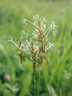 Tomka vonná (Anthoxanthum odoratum) dává díky obsahu kumarinu čerstvě pokosené louce typickou vůni. Foto L. Hrouda / © Photo L. Hrouda