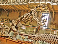 Přírodovědné muzeum v Paříži. Odlitek kostry megatéria ze sbírek muzea v Madridu. Délka je 6 m, hmotnost se odhaduje na cca 3 tuny. G. Cuvier zvíře porovnával s nosorožcem. Foto O. Fejfar / © Foto O. Fejfar