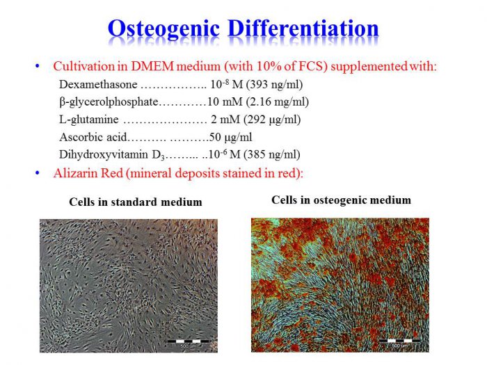 Isolation and culture of stem cells of the adipose tissue