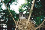 Unikátní záběr jednoho z mláďat kukačky obecné, které úspěšně vylétlo z hnízda drozda zpěvného (Turdus philomelos). Ten byl tradičně považován  za nevhodného hostitele – předpokládalo se, že kukaččí mládě u drozda nemůže přežít kvůli složení potravy.  Lužice, Česká republika