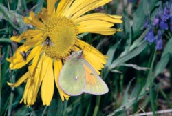 Samec žluťáska Colias meadii. Glaciální relikt, jehož biotopem je vysokohorská tundra. Snímek byl pořízen v červenci 2008 na vrcholu Lobo Overlook nad průsmykem Wolfcreek Pass ve výšce asi 4 000 m n. m. Motýl saje nektar na hvězdnicovité rostlině Tetraneuris grandiflora. Zajímavé je kryptické zbarvení umožňující optické splývání s květem. Foto G. O. Krizek / © G. O. Krizek  