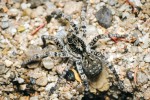 Největším druhem pavouka ve  střední Evropě je slíďák tatarský (Lycosa singo­riensis), který začal před několika lety znovu pronikat na jižní Moravu.  Cvrčovice (2012). Foto R. Šich