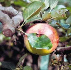 List těsně přiléhá k plodu, typický obrázek po napadení housenkou obaleče jablečného (Cydia pomonella). Samičky často kladou na listy v okolí plodů a líhnoucí se larvičky po čichu vyhledají plod, do něhož proniknou. Foto I. Hrdý / © I. Hrdý