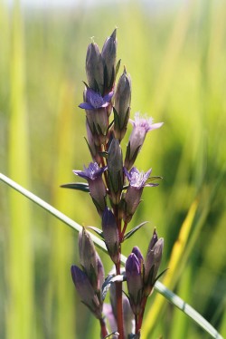 Kriticky ohrožený hořeček nahořklý (Gentianella amarela) z jíloviště u Tupes. Foto M. Kohoutek