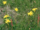 Prha arnika (syn. prha chlumní,  Arnica montana), typická pro druhově chudé smilkové porosty, se dříve využívala jako léčivka, a proto z řady lokalit vymizela. Foto F. Krahulec