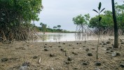 Porosty mangrovů u ostrova Bolama v souostroví Bijagós, Guinea–Bissau.  První autor článku šlápl vedle jen několik okamžiků po vzniku této fotografie. Foto A. Buček