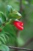 Polokeř Nematanthus fornix z čeledi podpětovitých (Gesneriaceae), rostoucí v subalpínském stupni pohoří Órgãos. Druh je endemitem jihovýchodní  Brazílie (států Rio de Janeiro a São Paulo), kde roste i jako epifyt ve stupni  tropických mlžných lesů. Květy jsou utvářeny jako krmítko kolibříků (latinsky fornix – sklepení, nebo také klenba). Foto M. Studnička