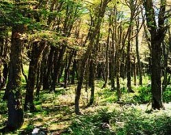 Interiér temperátního lesa v oblasti národní rezervace Cerro Castillo. Dominantním druhem je zde pabuk Nothofagus pumilio. Foto J. Sychra / © Photo
