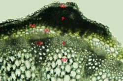 Při napadení plísní bělostnou (Albugo candida) je průnik patogenu (P) zastaven bariérou endodermis (En, vnitřní vrstva primární kůry). Na řezu stonkem kokošky pastuší tobolky (Capsella bursa-pastoris) dále rozlišíme epidermis (Ep), primární kůru (PK), cévní svazky (CS), sklerenchymatickou pochvu (S) a dřeňový parenchym (DP). Foto M. Sedlářová / © M. Sedlářová