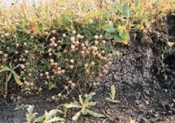 Subhalofilní druh jetel jahodnatý (Trifolium fragiferum) na jižním břehu nádrže u Lkáně. Foto K. Kubát / © Photo K. Kubát