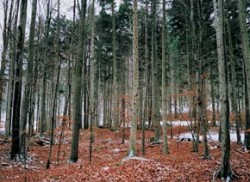 Smíšený porost s jedlí v okolí samoty Josefov v Moravském krasu. Narušení stanoviště těžbou železných rud zde v minulosti usnadnilo zmlazení jedle. Foto H. Skořepa / © H. Skořepa