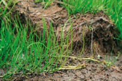 Skutečnost, že míčovka kulkonosná (Pilularia globulifera) je kapradina, se pozná na první pohled podle spirálovitě stočených a postupně se rozvíjejících mladých listů. Toto spirální zatočení listů (circinátní vernace) je typické pro všechny vlastní kapradiny (Polypodiophyta). Foto L. Ekrt / © L. Ekrt