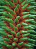 Detail plodenství Gunnera chilensis (z podrodu Panke). Foto D. Stančík