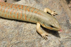 Velký scink ‘Eumeces’ algeriensis z pohoří Antiatlas. Foto M. Velechovský / © Photo M. Velechovský