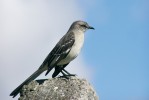 Na severu Střední Ameriky přezimuje drozdec mnohohlasý (Mimus polyglottos). Foto S. Chudý