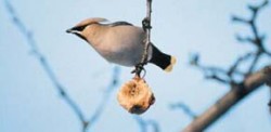 Brkoslav severní (Bombycilla garrulus) zimující v Čechách (Třeboňsko). Foto J. Hlásek