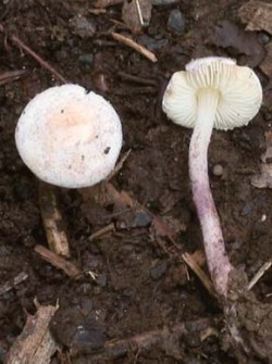 Plodnice vzácné bedly Bucknallovy (Cystolepiota bucknallii). Jde pravděpodobně o první potvrzený nález tohoto druhu v Českém středohoří. Foto L. Zelený / © L. Zelený