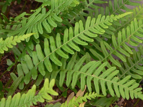 Osladič obecný (latinsky Polypodium vulgare)