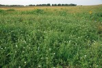 Ibišek trojdílný tvoří koncem léta  za vhodných klimatických podmínek  na třetihorních sedimentech v oblasti Znojemska husté porosty ve společenstvu Hibisco trioni-Eragrostietum poaeoidis. Foto R. Němce