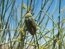 Zástupce podčeledi Julodinae –  krasec Julodis aequinoctialis deserticola z Maroka. Larvy celé podčeledi se  vyvíjejí v půdě (jsou terestrické), kde se také kuklí. Živí se kořeny nejrůznějších  rostlin a kokon vytvářejí z okolního materiálu. Foto S. Bílý