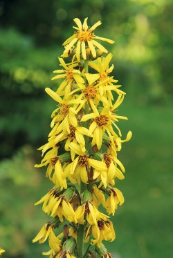 Popelivka sibiřská (Ligularia sibirica) je na Sibiři poměrně běžným druhem  slatinišť a vlhkých luk v údolích potoků. U nás se vyskytuje jako vzácný glaciální relikt v Ralské pahorkatině a na Šumavě. Foto M. Chytrý