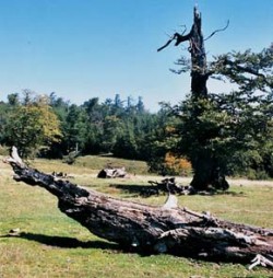 Druhým stupněm prosvětlování horského bukového pastevního lesa je vznik větších zatravněných světlin. Národní park Semenic, Rumunsko, cca 1 350 m n. m. Foto J. Fanta / © J. Fanta