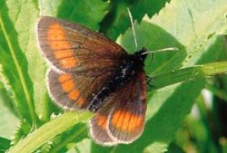 Okáč sudetský (Erebia sudetica), endemický taxon pohoří Hrubého Jeseníku. Místní populace tohoto motýla jsou bezprostředně ohroženy expandující borovicí klečí (Pinus mugo). Foto T. Kuras / © T. Kuras