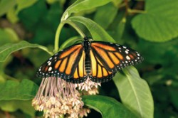 Danaus stěhovavý (Danaus plexippus) rozprostírá křídla jen krátkodobě, častěji za chladnějšího počasí při slunění; samice na vrcholku klejichy hedvábné (Asclepias syriaca). Foto Z. Laštůvka / © Photo Z. Laštůvka