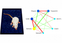 Genetics of Model Diseases