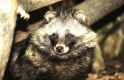 Předpokládaným zdrojem viru SARS mohou být cibetkovité šelmy a psík mývalovitý (Nyctereutes procyonoides, viz obr.). Foto R. Stach