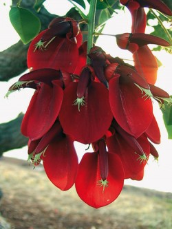 Pantropicky rozšířený rod Erythrina (čeleď bobovitých – Fabaceae) s přibližně 130 druhy keřů a vzrostlých, často  opadavých stromů, rostoucích od polopouštních křovisek přes deštné lesy až do horských mlžných lesů. Na snímku  E. crista-galli pocházející z oblasti Brazílie a Argentiny, dnes běžně pěstovaný okrasný strom teplejších oblastí celého světa. Foto D. Stančík