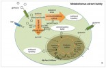 Hlavními zdroji energie pro většinu buněk v těle jsou glukóza a glutamin. Glukóza se zpracovává během glykolýzy na výsledný produkt pyruvát (za účasti pyruvát kinázové izoformy enzymu M1). Čistým výtěžkem jsou dvě molekuly ATP a dvě molekuly NADH. Pyruvát je pak transportován do mitochondrie a po úpravě vstupuje do Krebsova cyklu, kde vzniká ATP a další redukční ekvivalenty sloužící ke tvoření protonového gradientu pomocí dýchacího řetězce na vnitřní mitochondriální membráně a k výrobě dalšího ATP. Glykolýza spřažená  s Krebsovým cyklem a dýchacím řetězcem vytvoří z jedné molekuly glukózy  36 molekul ATP. Meziprodukty Krebsova cyklu jsou také zdrojem stavebních  prvků pro výrobu aminokyselin, lipidů a nukleových kyselin. Stejně tak část  glukózy přesměrovaná v podobě glukózy-6-fosfátu do pentózofosfátového cyklu je zdrojem NADPH a stavebních prekurzorů nukleových kyselin. Dusík  v nukleotidech a aminokyselinách pochází z glutaminolýzy. Orig. A. Krejčí