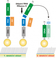 Studium aktivity enzymu RNázy H s použitím SPR biosenzoru.