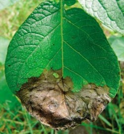 Hypersenzitivní reakce bramboru k napadení plísní bramborovou (Phytophthora infestans). Foto M. Prokop / © Foto M. Prokopa